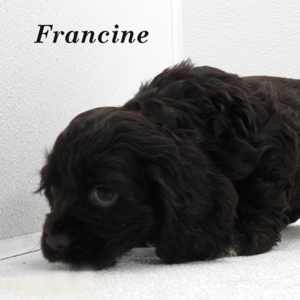 puppy, for, sale, Cocker Spaniel, Joe & Cherri  Overlease, dog, breeder, Miller, MO, dog-breeder, puppy-for-sale, forsale, nearby, find, puppyfind, locator, puppylocator, aca